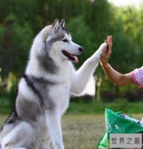 ​最常见的狗的品种大全——总有一款萌翻你