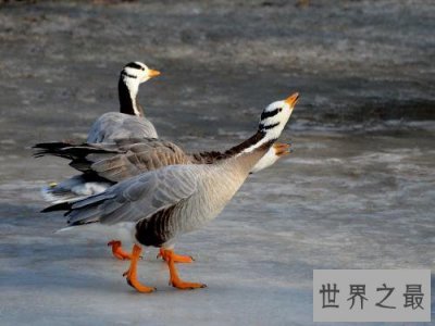 ​斑头雁——致力于飞的最高的鸟