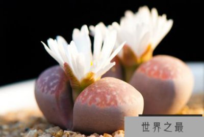 ​“生石花”与乱石为伴，只开一天就凋谢