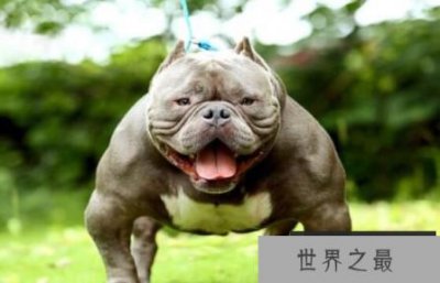 ​世界恶犬之比特犬，具有强大杀伤力的凶猛犬种