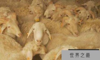 ​中国十大名羊品种排行，和田羊摘得桂冠