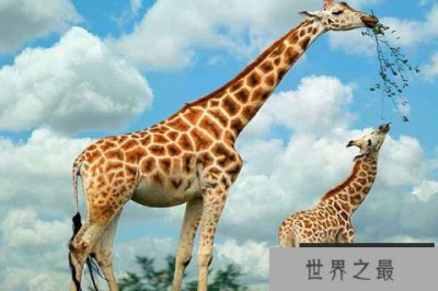​全球十大体型最高的动物排行榜：长颈鹿、非洲象上榜
