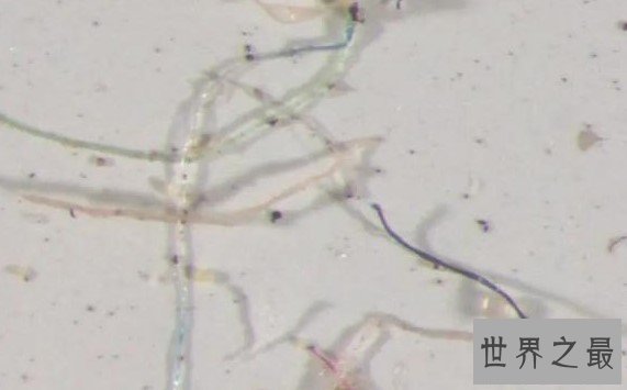 最奇怪的雨水，竟然下起塑料雨，含有九成塑料