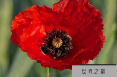 ​世间十大最妖艳的花：福寿草第四，千鸟草上榜