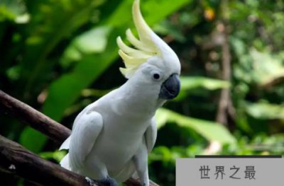 ​十大名贵鹦鹉品种，第一最为珍贵，椰子金刚排第六