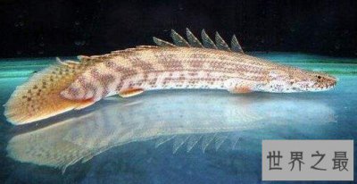 ​世界最漂亮的鱼王，是恐龙和鳄鱼结合体