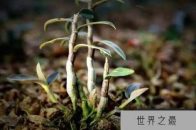 ​十大仙草药排名：冬虫夏草上榜，铁皮石斛夺冠