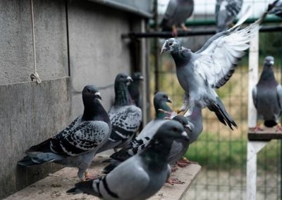 ​美国中央情报局（CIA）解密文件：在冷战时期训练猫、狗、海豚在前苏联展开间