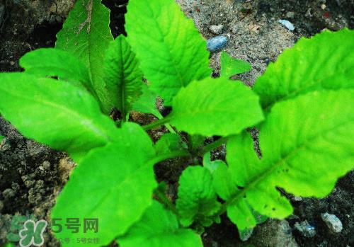 头伏萝卜二伏菜是什么意思？头伏种什么菜？