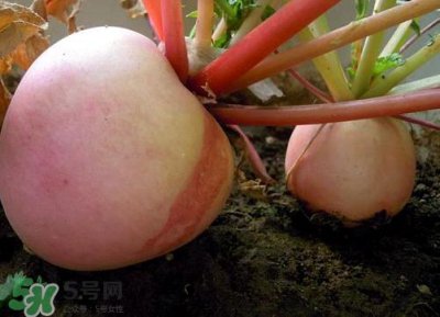 ​头伏萝卜二伏菜是什么意思？头伏种什么菜？