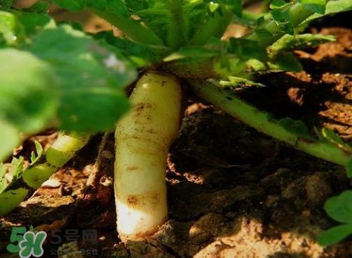 头伏萝卜二伏菜是什么意思？头伏种什么菜？