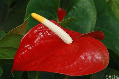 ​红掌的花语是什么呢 红掌的种植应该注意什么呢