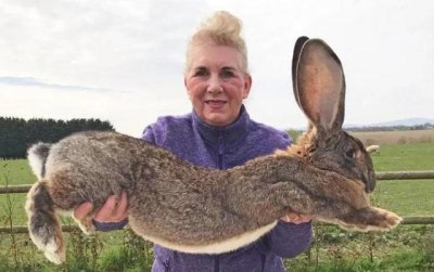 ​世界上最大的兔子叫什么（世界上最大的兔子多少斤）
