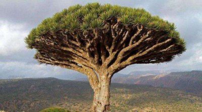 ​十大寿命最长的植物探秘地球上生命力最强的长寿者