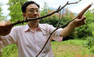 ​世界上最长的昆虫：竹节虫长约62.4厘米