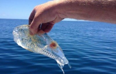 ​比海水还要清澈的鱼：樽海鞘全身透明，抓到赶紧放生