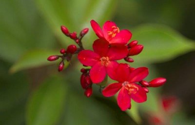 ​世界上花期最长的花：可以四个季节开花