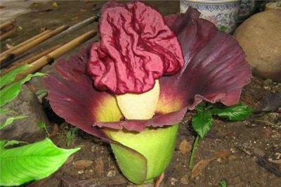 ​世界上最丑的花：泰坦魔芋体型巨大3米高