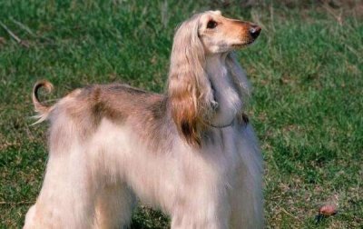​世界上最漂亮的狗Top5，阿富汗猎犬位居第一