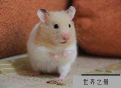​金丝熊寿命多少年，平均寿命两年(养得好能活三五年)