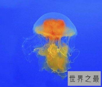 ​世界上最可爱的蛋黄水母，形似一颗水中荷包蛋