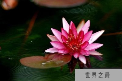 ​九大佛教吉祥圣花，莲花被称为圣洁之花