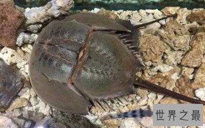 ​世界上最古老的生物之一，已经在地球上生活数亿年