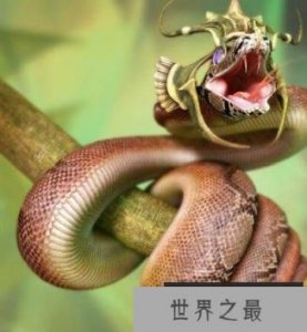 ​世界上最长寿的蛇 能活20万年，假的！