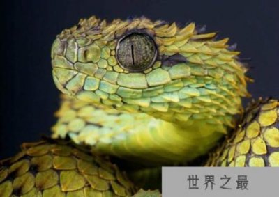 ​20种最濒危的冷血动物 光鲜亮丽的外表下隐藏着危险
