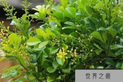 ​十大散发香味的绿植 薄荷上榜，第九散发柠檬香味