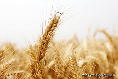 俄罗斯 小麦粉/面粉 进口需要什么手续