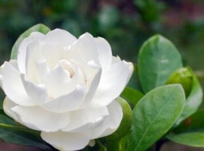 ​栀子花的花语是什么-栀子花代表的爱情（栀子花的花语代表什么意思）