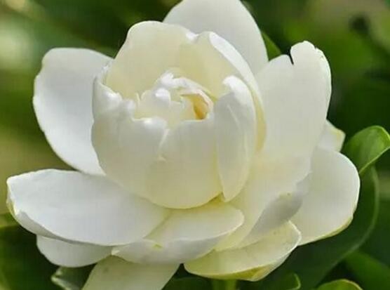 栀子花的花语是什么-栀子花代表的爱情（栀子花的花语代表什么意思）