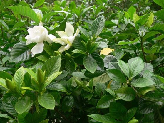 栀子花的花语是什么-栀子花代表的爱情（栀子花的花语代表什么意思）