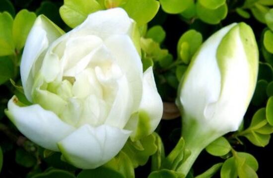 栀子花的花语是什么-栀子花代表的爱情（栀子花的花语代表什么意思）