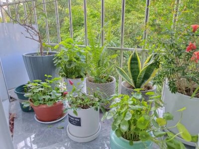 ​水果里的“小种子”，放盆里，30天变盆栽，漂亮茂盛，不用买盆景
