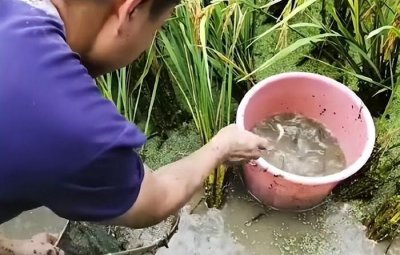 ​曾经风靡一时的稻田养鱼，如今为何遭人嫌弃，看完你还敢养吗？
