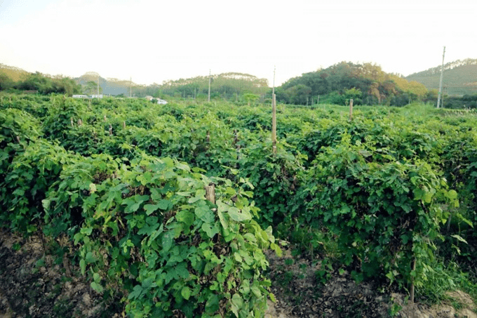葛根产地哪里正宗(葛根哪里产地最好)