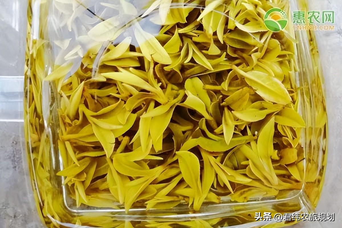 白茶哪里产的最出名(白茶是哪里产的)