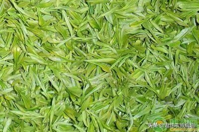 ​白茶哪里产的最出名(白茶是哪里产的)