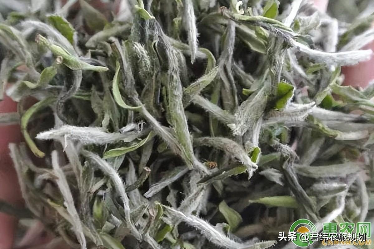 白茶哪里产的最出名(白茶是哪里产的)