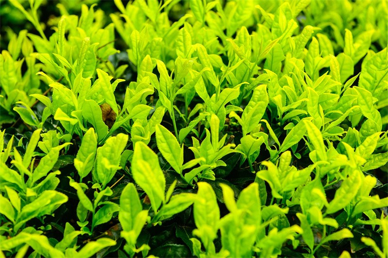 白茶哪里产的最出名(白茶是哪里产的)