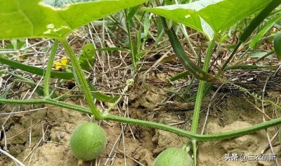 ​马泡瓜：常被当野草铲除，殊不知全身都是宝