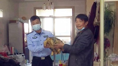 ​新疆兵团四师境内发现世界珍稀陆龟——辐射陆龟