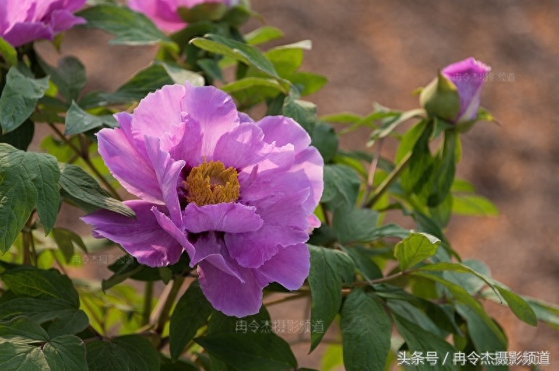 菏泽牡丹园林里的“蓝色妖姬”