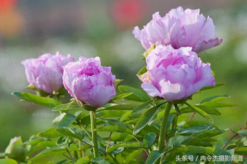 菏泽牡丹园林里的“蓝色妖姬”