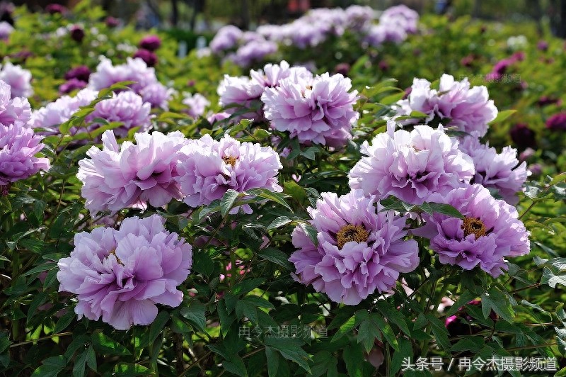 菏泽牡丹园林里的“蓝色妖姬”