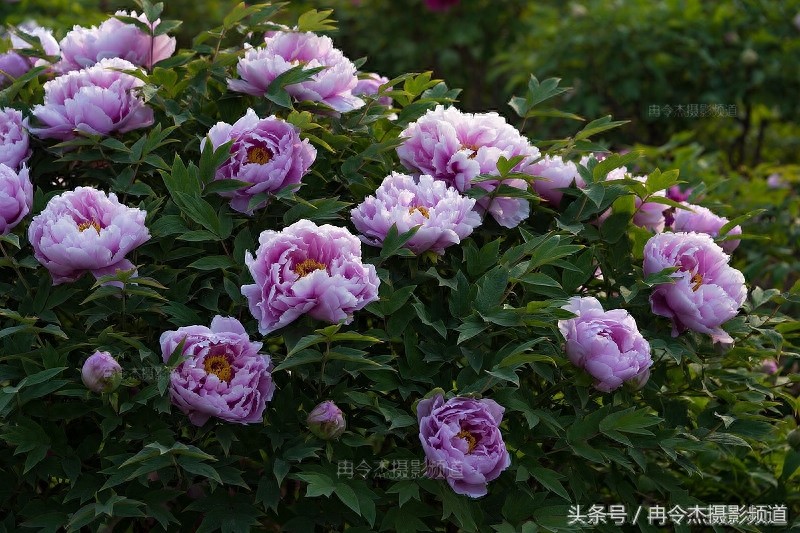 菏泽牡丹园林里的“蓝色妖姬”