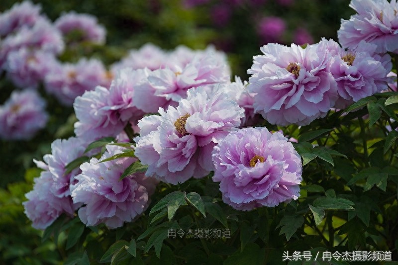 菏泽牡丹园林里的“蓝色妖姬”
