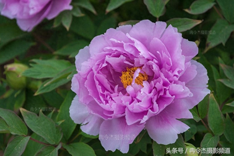菏泽牡丹园林里的“蓝色妖姬”